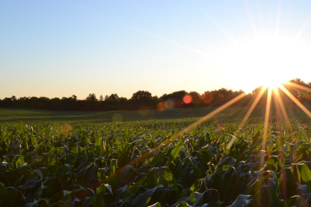 Sonne über einem Agrargebiet Sonnenenergie hilft nicht zur Pflanzen